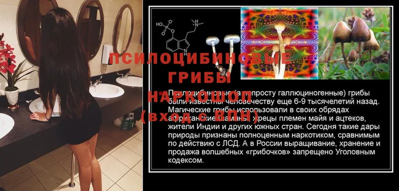 Псилоцибиновые грибы Cubensis  Кукмор 